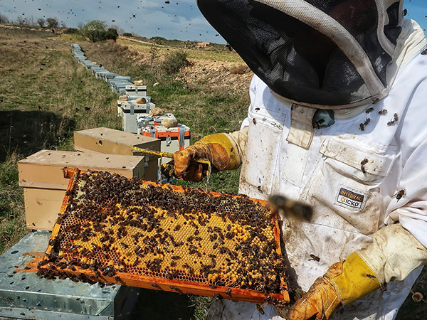 Abejas Moncayo Lucia y el Moncayo