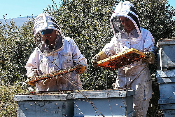 Abejas Moncayo Natalia y Lucia
