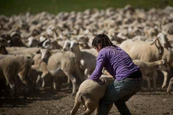 OX Maria Pastora Foto Pepe Camps