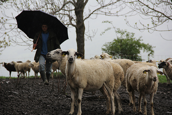 OX pastors 3 Foto Ivet Eroles