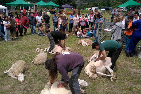 parc natural alt pirineu montanyanes