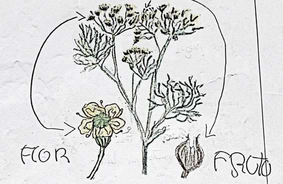 Hinojo Mario Ramirez Millan