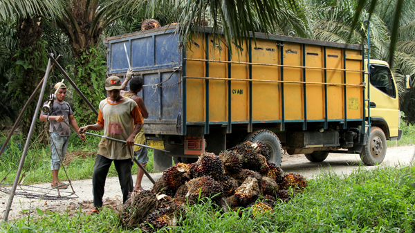 Pequenos propietarios de fincas de palma en Indonesia Laura Villadiego