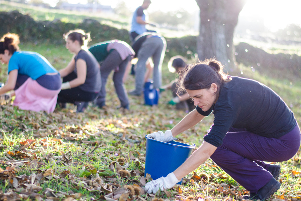 Recogida Castañas Cooperativa Amarelante Foto Natalia Nogueira 01