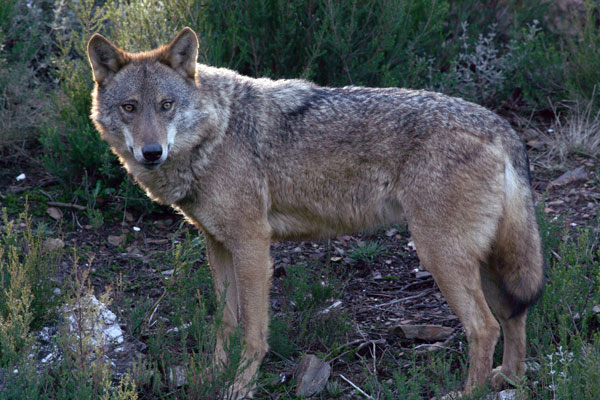 lobo Casas del Corral