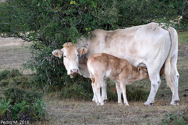 2016 Pirinero Navarra PedroM