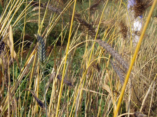 Blat Turgidum dicococum