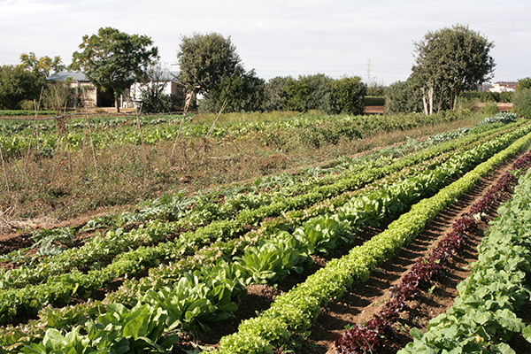 Regadio historico en Valencia FNCA