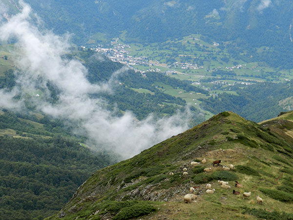 50 Forestales Francia Navarra